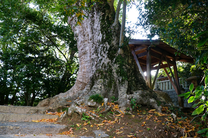 呉津孫神社のムクロジ