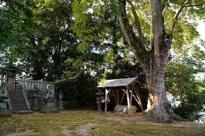 呉津孫神社のムクロジ