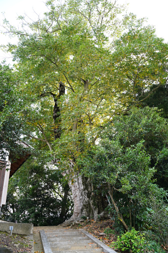 呉津孫神社のムクロジ