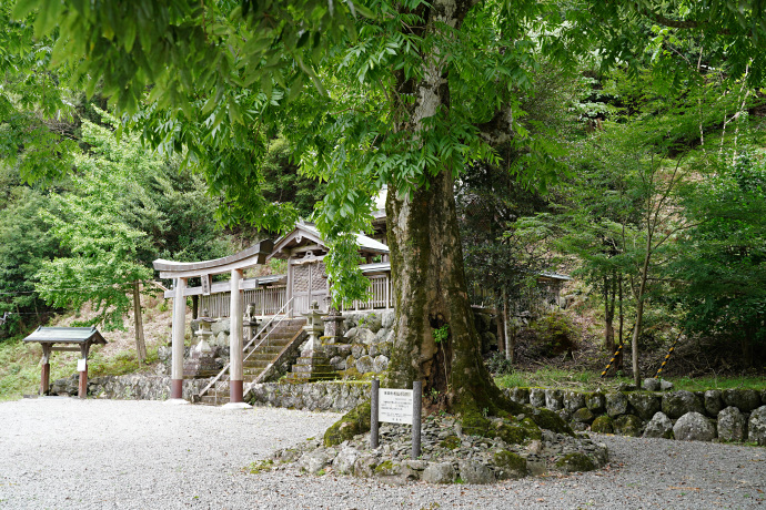 大豆生八幡神社のムクロジ