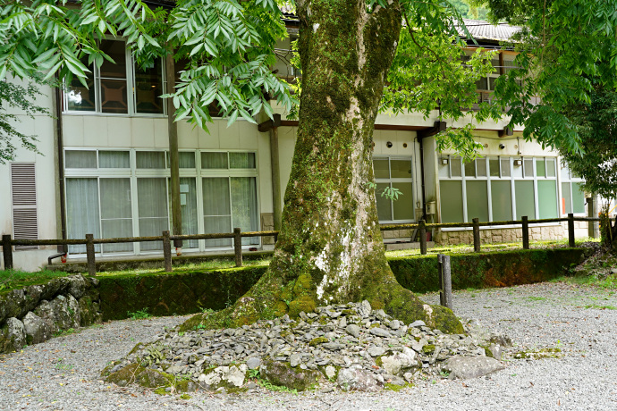 大豆生八幡神社のムクロジ