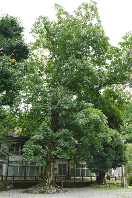 大豆生八幡神社のムクロジ