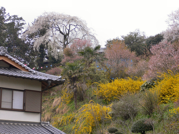 天益寺の枝垂れ桜