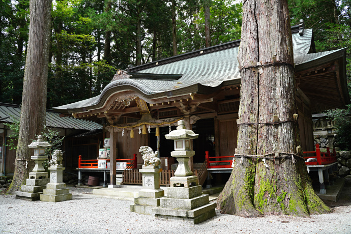 御杖神社の上津江杉