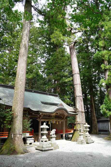 御杖神社の上津江杉