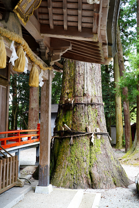 御杖神社の上津江杉