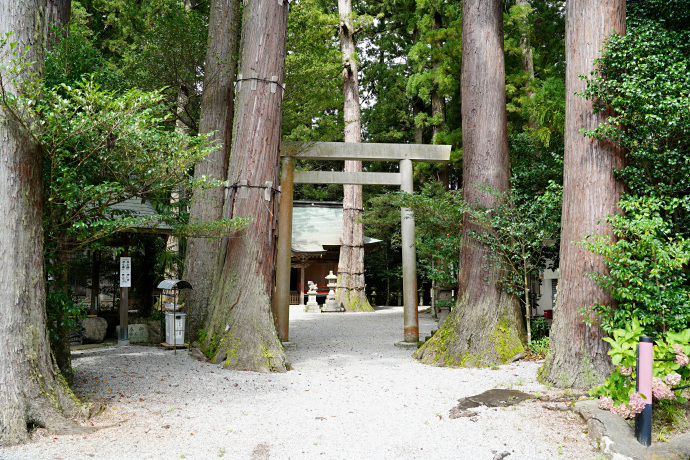 御杖神社のスギ