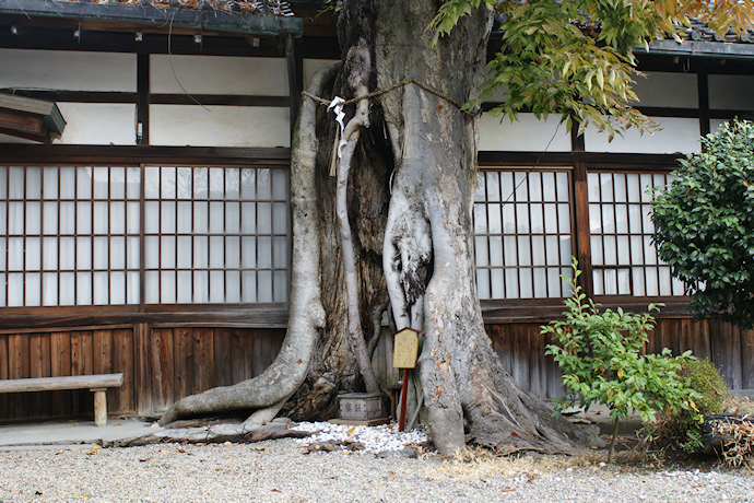 三輪恵比須神社のケヤキ