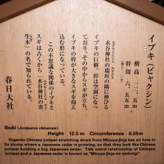 水谷神社のイブキ説明板