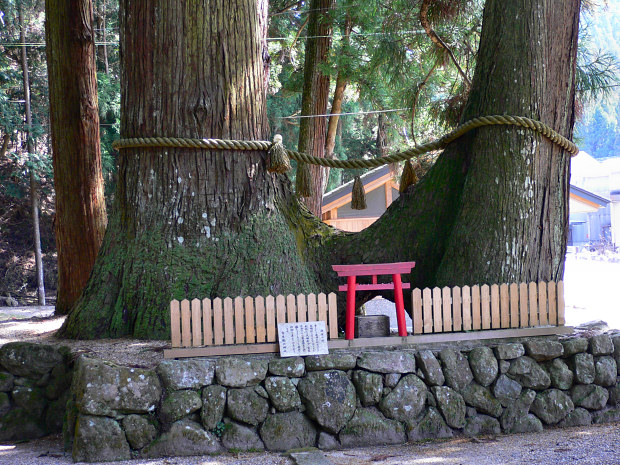 室生龍穴神社の連理の杉