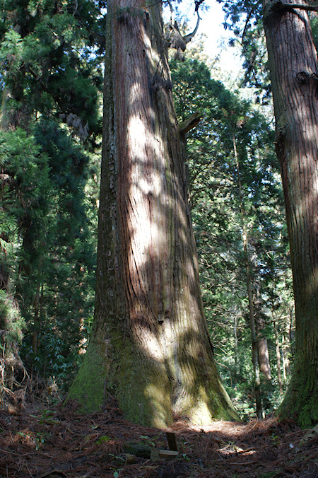 室生寺の天神杉