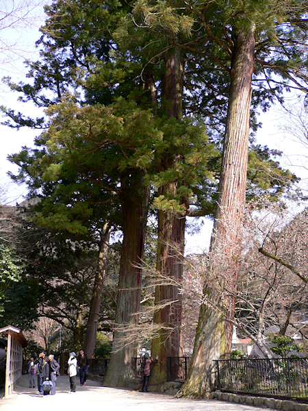 室生寺の三宝杉