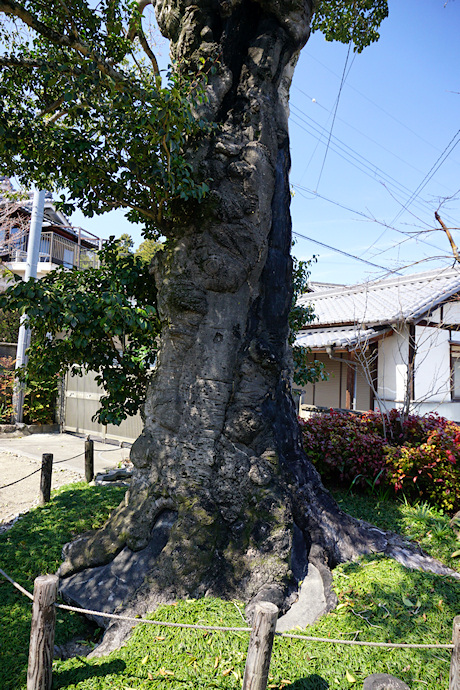 中町・浄福寺のクロガネモチ