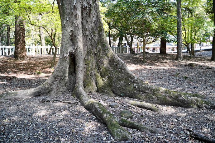 奈良公園のムクノキ