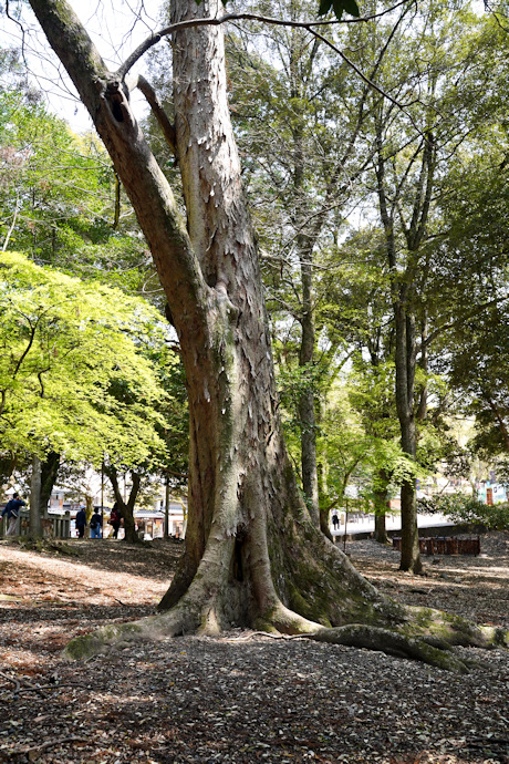 奈良公園のムクノキ