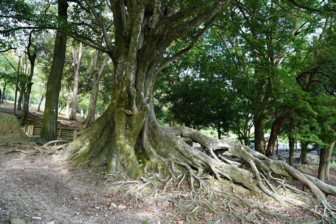 奈良公園荒池園地のエノキ