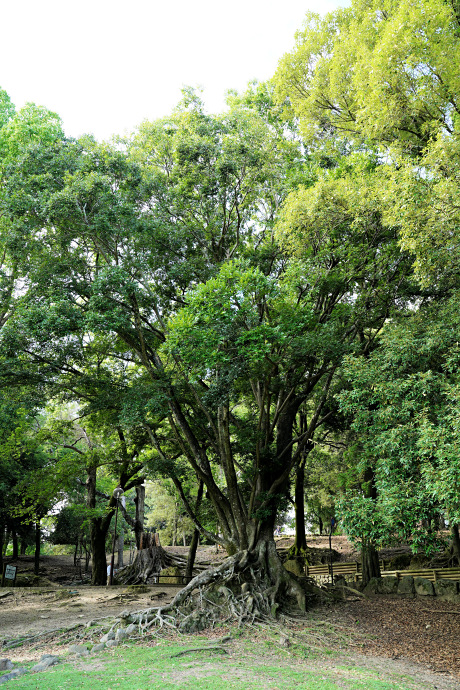 奈良公園荒池園地のエノキ