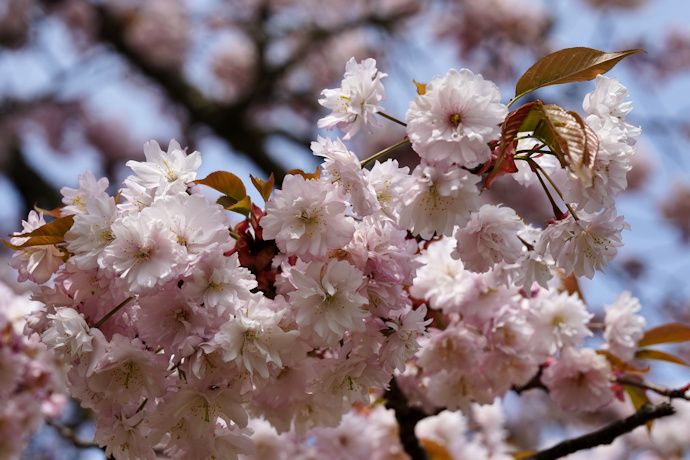 奈良九重桜