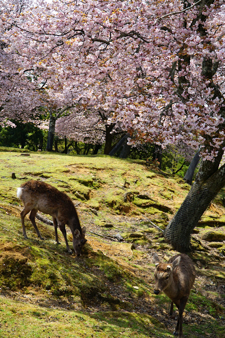 奈良九重桜（茶山園地）