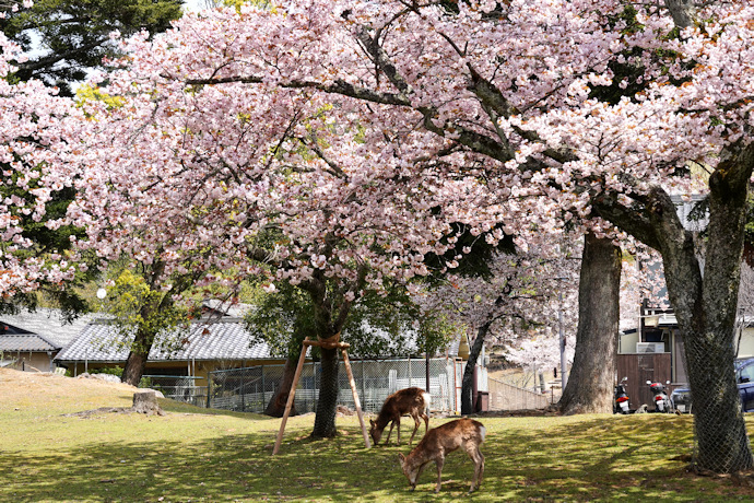 奈良九重桜（茶山園地）