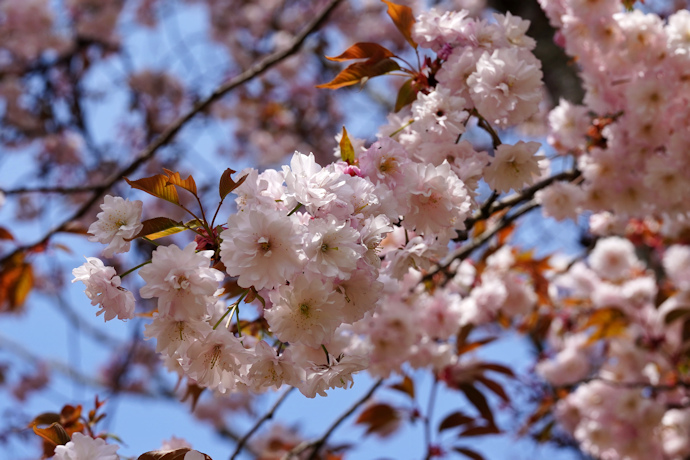 奈良九重桜（茶山園地）