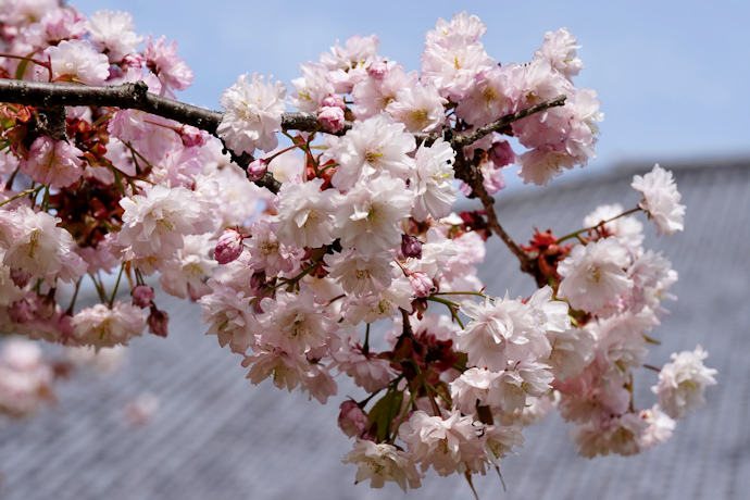 奈良九重桜