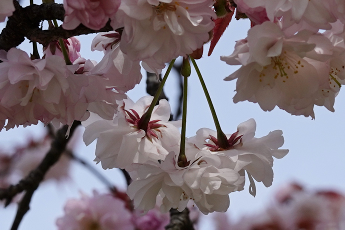 奈良九重桜