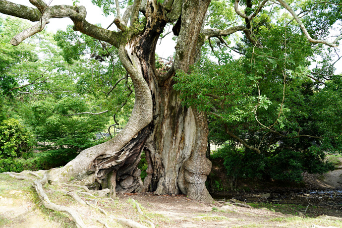 奈良公園鷺原道の楠