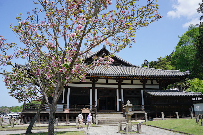 東大寺三月堂前の奈良八重桜