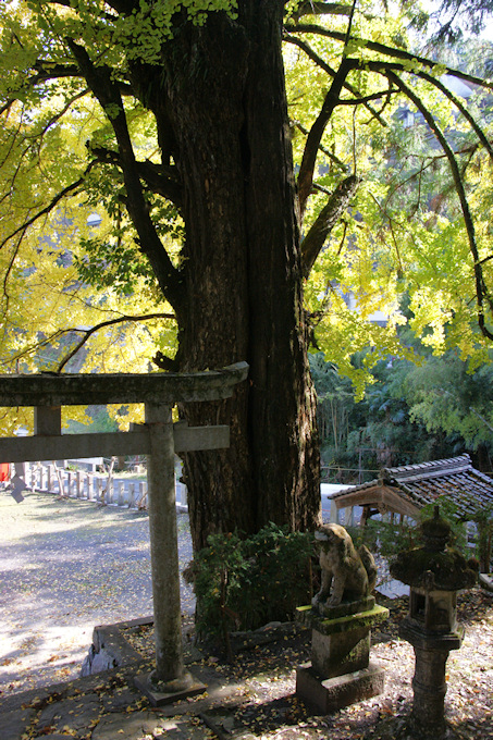 大日川丹生神社の大イチョウ