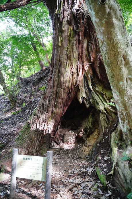 才谷の一本杉