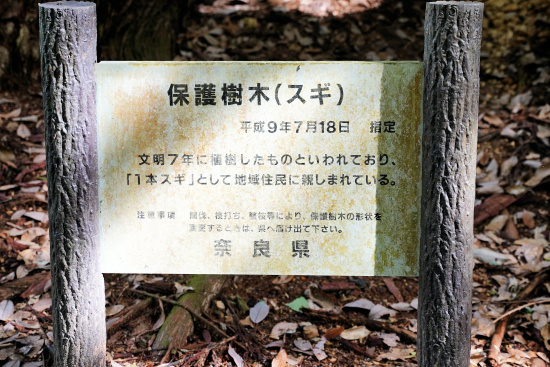 奈良県保護樹木