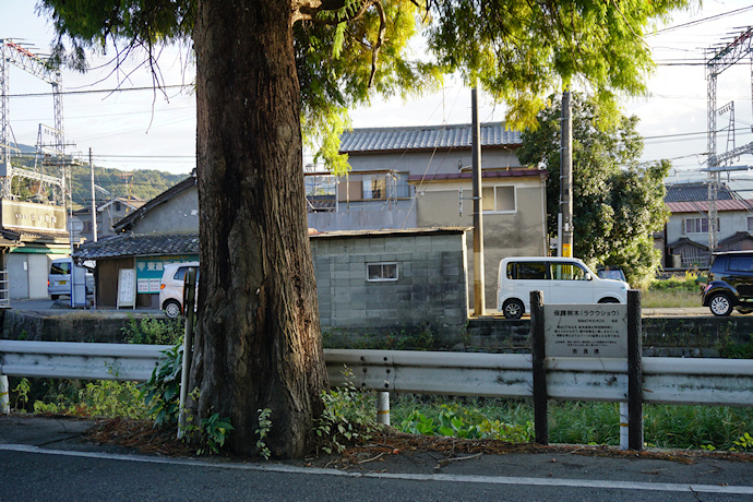 桜井高等学校前のラクウショウ