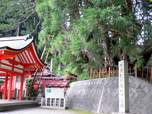 桜実神社の八ツ房杉