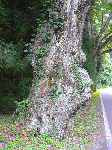下田口・コナラの巨樹