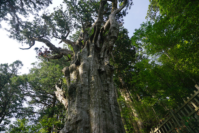 玉置神社の神代杉