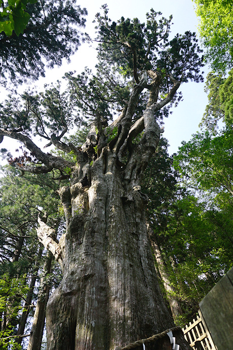 玉置神社の神代杉