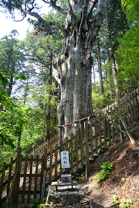 玉置神社の神代杉