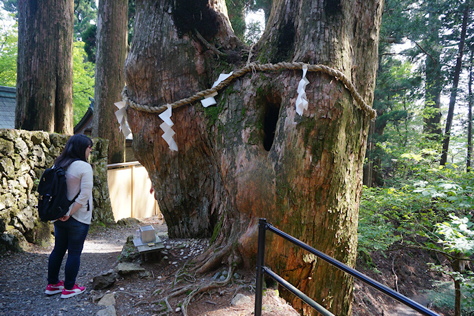 玉置神社の夫婦杉