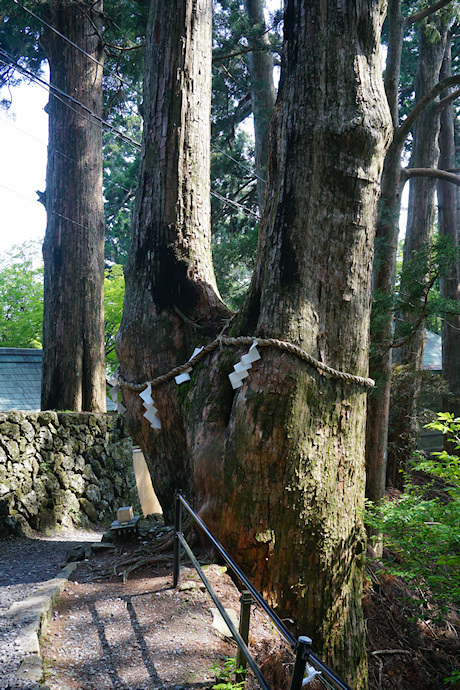 玉置神社の夫婦杉