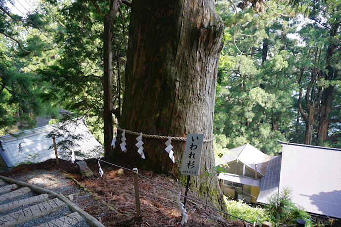 玉置神社の磐余杉