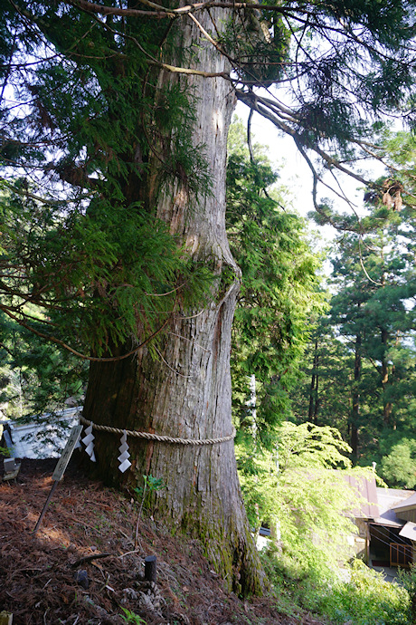 玉置神社の磐余杉