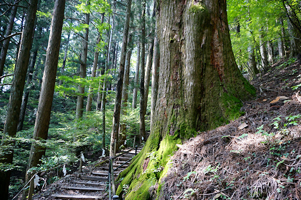玉置神社の大杉　参道の杉