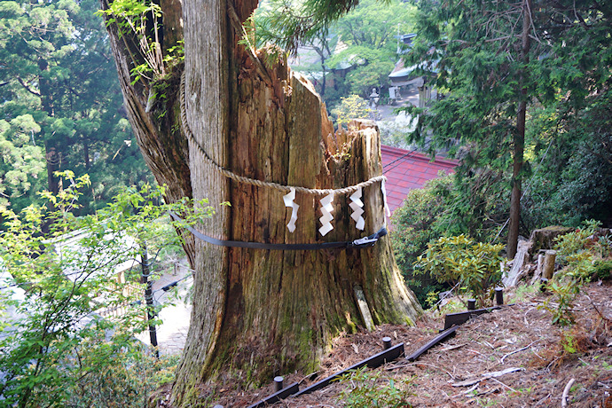 玉置神社の常立杉