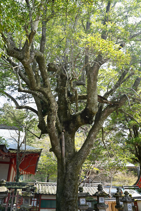 手向山八幡宮のオガタマノキ