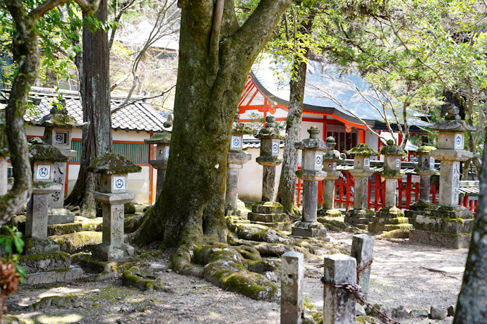 手向山八幡宮オガタマノキ