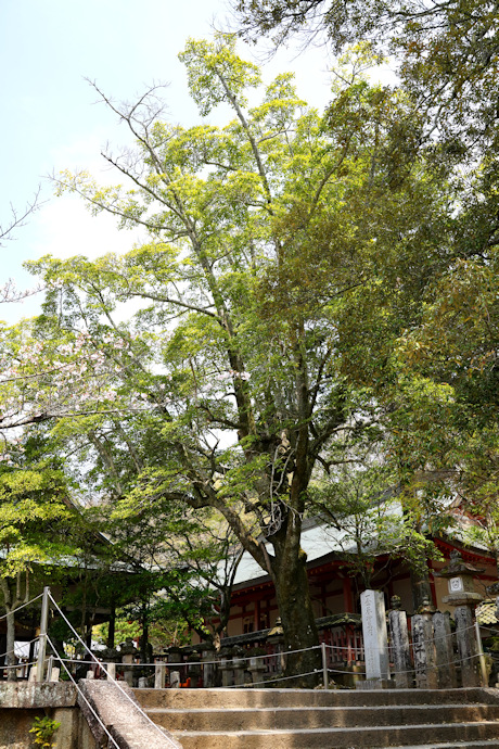 手向山八幡宮オガタマノキ