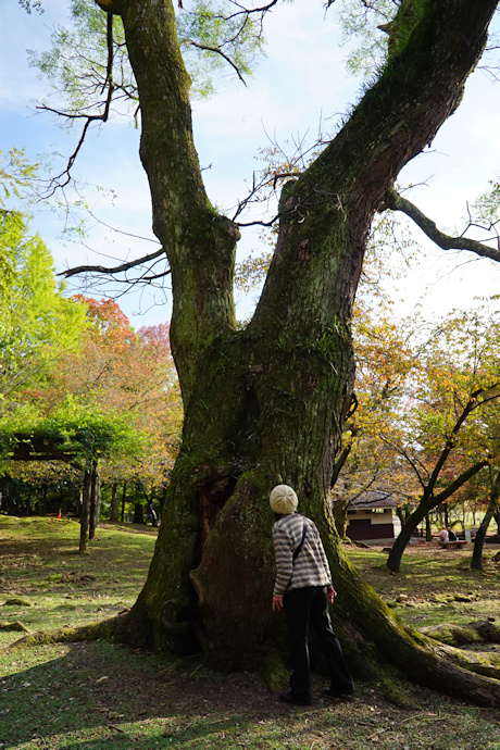 東大寺のセンダン