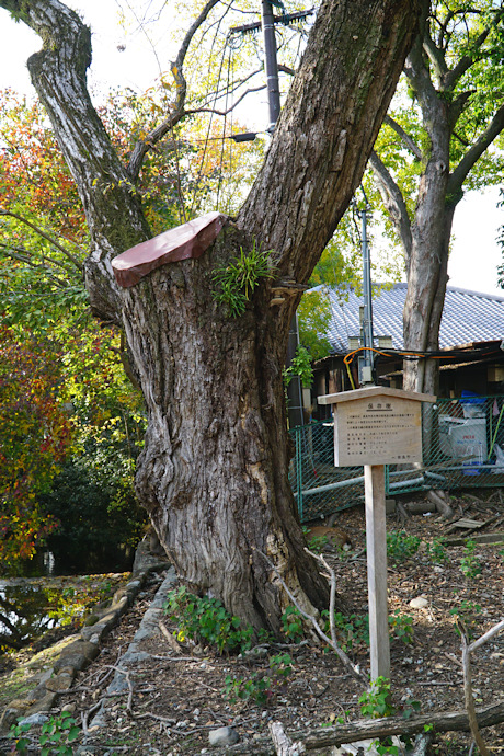 東大寺のアカメヤナギ