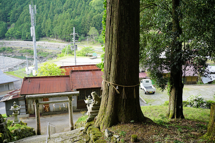 烏川神社の社殿前のスギ
